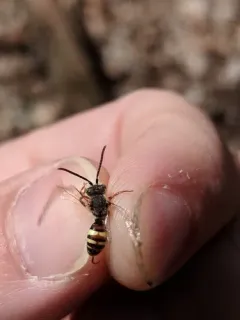Belle Nomad Bee thumbnail 2