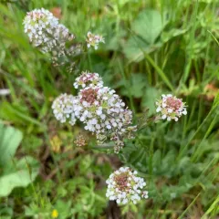 Smith's Cress thumbnail 4