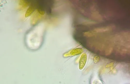 Chlorangiella pygmaea