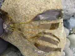 Laminaria ephemera thumbnail 3