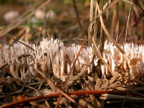 Ramaria gracilis