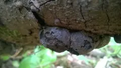 Cramp Balls thumbnail 2