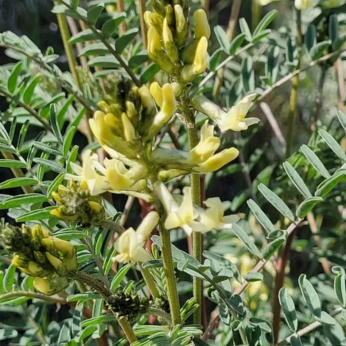hermit milkvetch