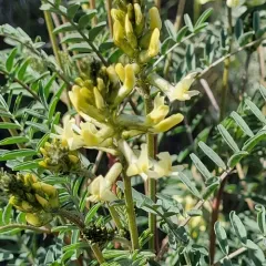 hermit milkvetch thumbnail 1