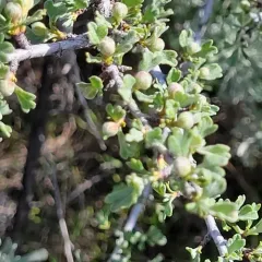 Antelope Bitterbrush thumbnail 4
