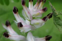 white ramping-fumitory thumbnail 3