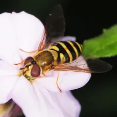 Common Flower Fly thumbnail 2