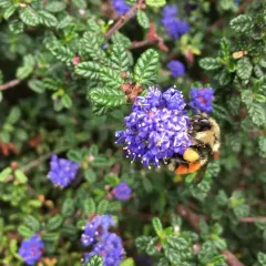 Black-tailed Bumble Bee thumbnail 2