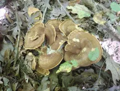 Laeticutis cristata thumbnail 4