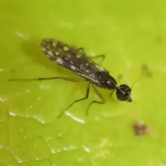 Dolichocephala argus thumbnail 4