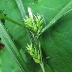 Inflated Narrow-leaved Sedge thumbnail 2