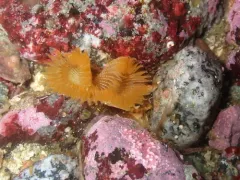 Chone aurantiaca thumbnail 3