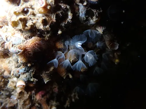 Phoronis ijimai