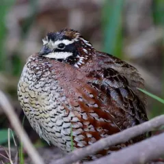 Northern Bobwhite thumbnail 2