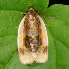 Black-patched Clepsis Moth thumbnail 2