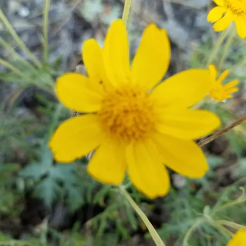 common woolly sunflower