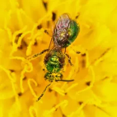Golden Sweat Bee thumbnail 2