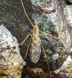 Dicranomyia marmorata thumbnail 1
