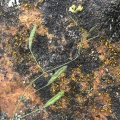 Wood Whitlow-grass thumbnail 4