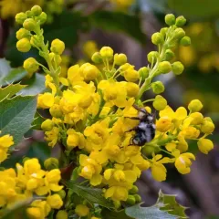 Vancouver Bumble Bee thumbnail 4