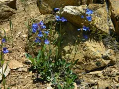 Rockvine Penstemon thumbnail 1