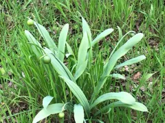 Pleated Snowdrop thumbnail 2