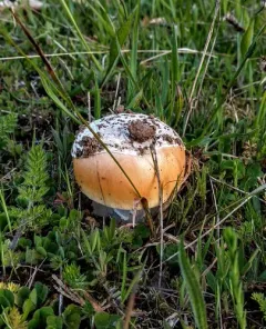springtime amanita thumbnail 4