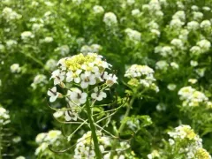 Narrow-fruited Watercress thumbnail 1