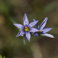 Needle-tipped Blue-eyed-grass thumbnail 3
