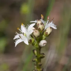 Bogbean thumbnail 4