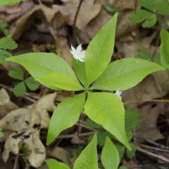 northern starflower thumbnail 5