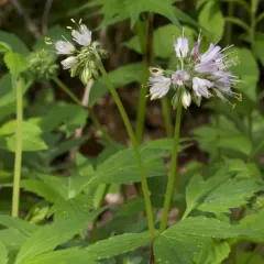 Virginia waterleaf thumbnail 4