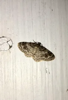Light Carpet Moth thumbnail 3