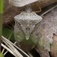 Brown Stink Bug thumbnail 5