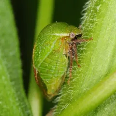 Stictocephala lutea thumbnail 2