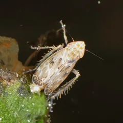 Say's Leafhopper thumbnail 2