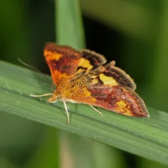 Orange Mint Moth thumbnail 2