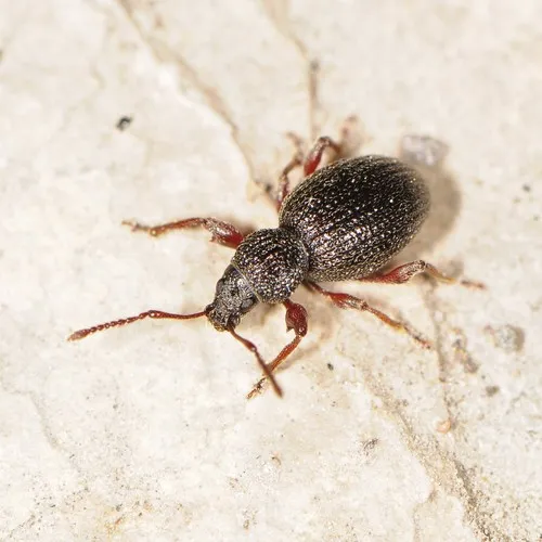 Strawberry Root Weevil