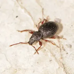 Strawberry Root Weevil thumbnail 1
