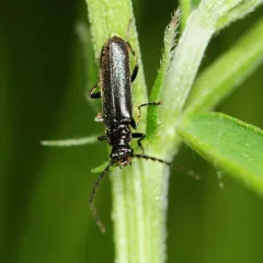 Cantharis tuberculata thumbnail 3