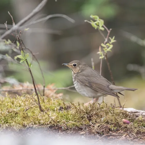 Swainson's Thrush