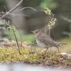 Swainson's Thrush thumbnail 1