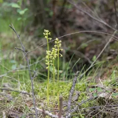northern coralroot thumbnail 4