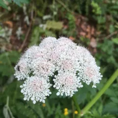 water parsley thumbnail 2