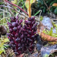 small ground-cone thumbnail 3