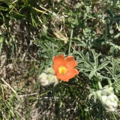 Scarlet Globemallow thumbnail 3