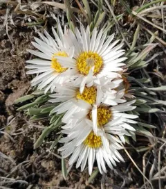 Hooker's Townsend-daisy thumbnail 3