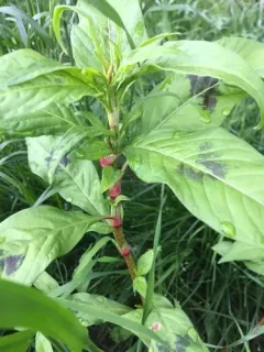 Himalayan knotweed thumbnail 3