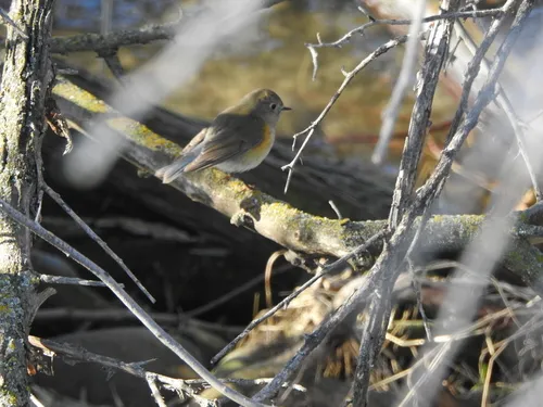 Red-flanked Bluetail