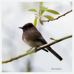 Black Phoebe thumbnail 4